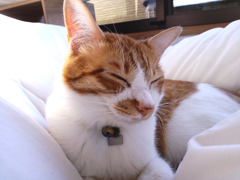 zzzz !!