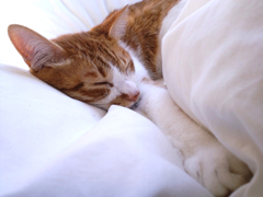 zzzz