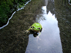 雨蛙