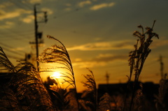すすきと夕日