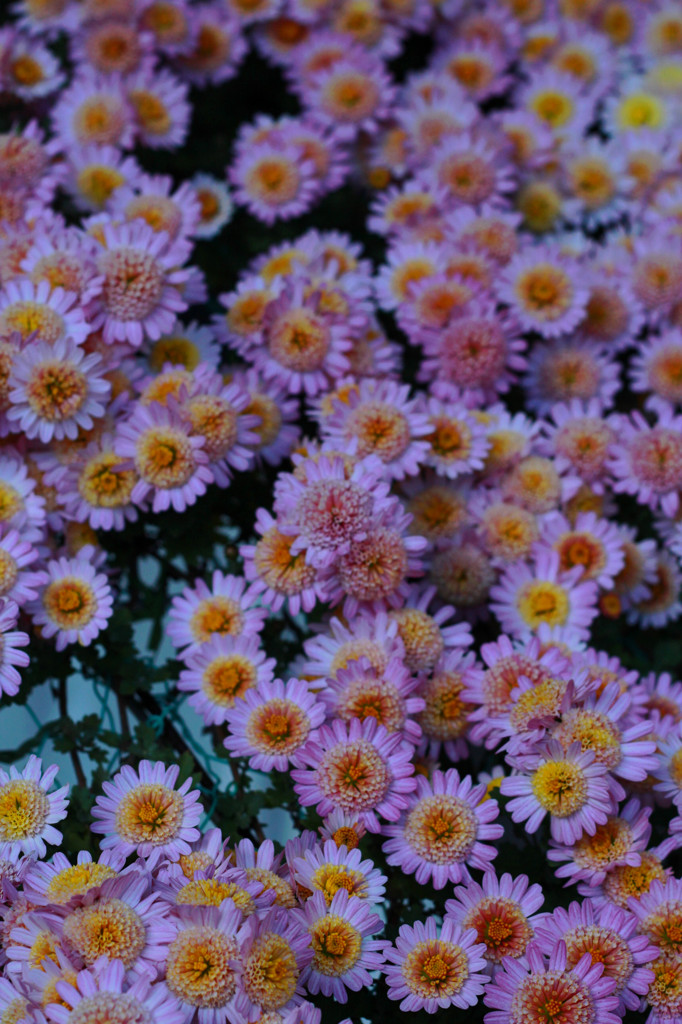2011年岐阜公園の菊人形祭り