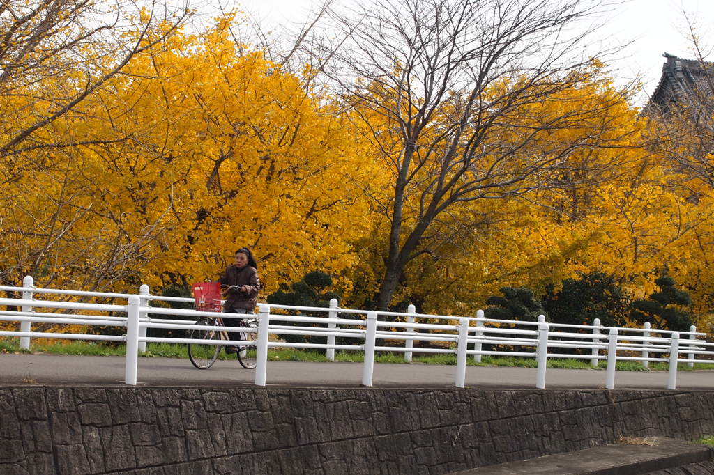 黄色の「桜」