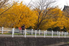 黄色の「桜」