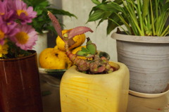 知らない植物