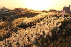 夕日中のすすき