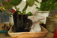 何かを抱きたい猫