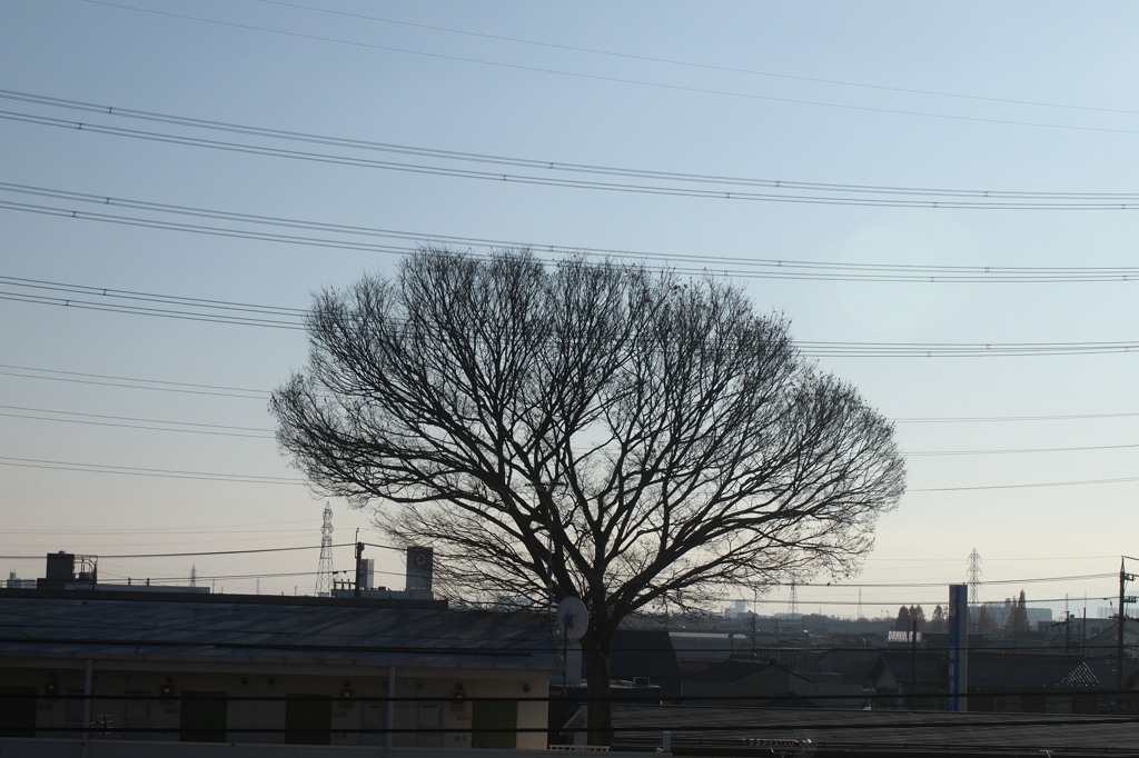 また来年、花咲いてね