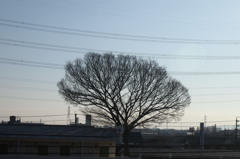 また来年、花咲いてね
