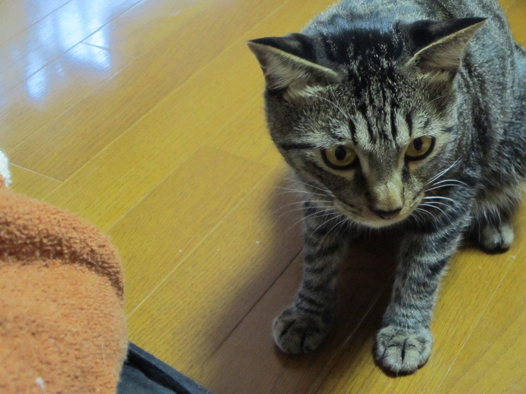 猫