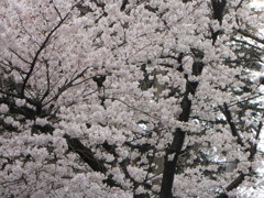 桜4