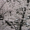 桜4