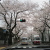 桜3
