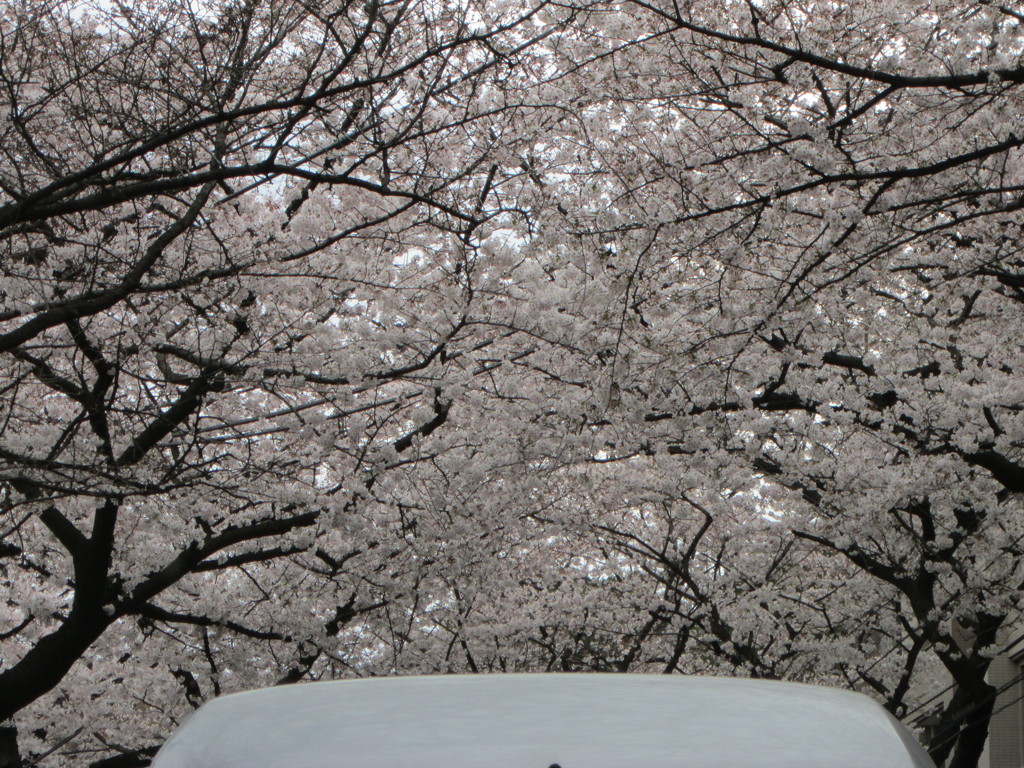 桜