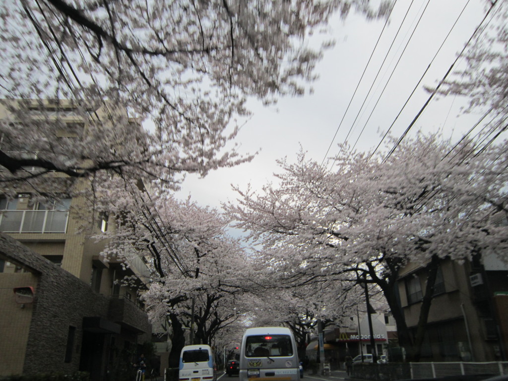桜2