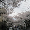 桜2