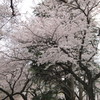 桜5