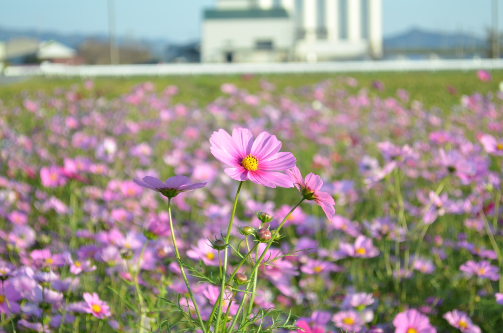コスモス2