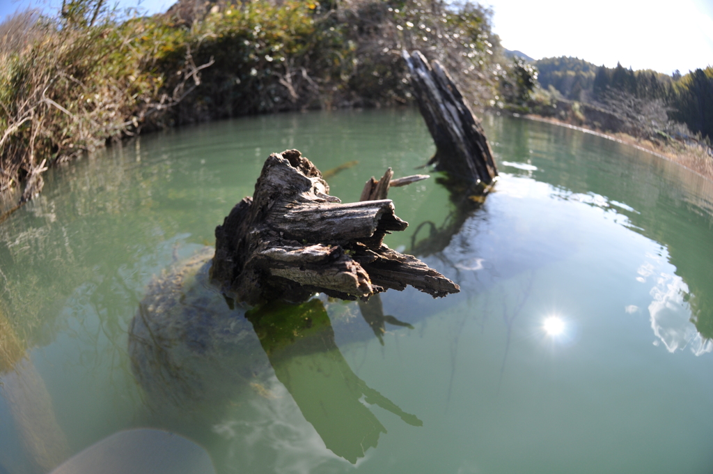 冬の野池