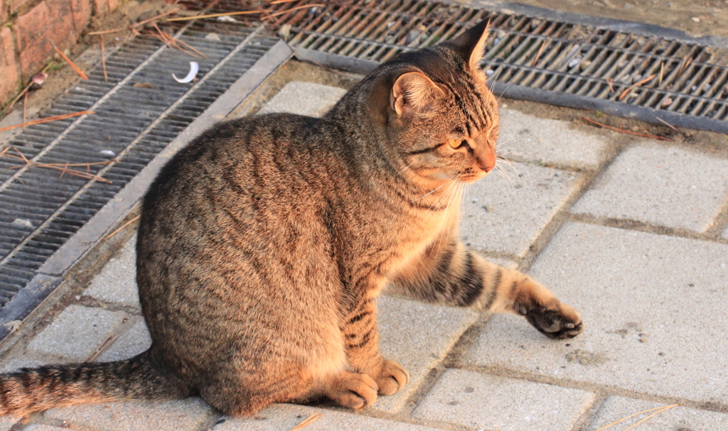 海猫