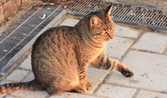 海猫