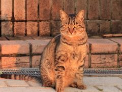 海猫