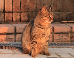 海猫