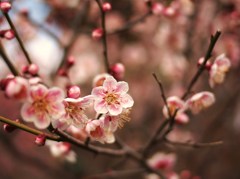 春の開放最前線Ⅲ