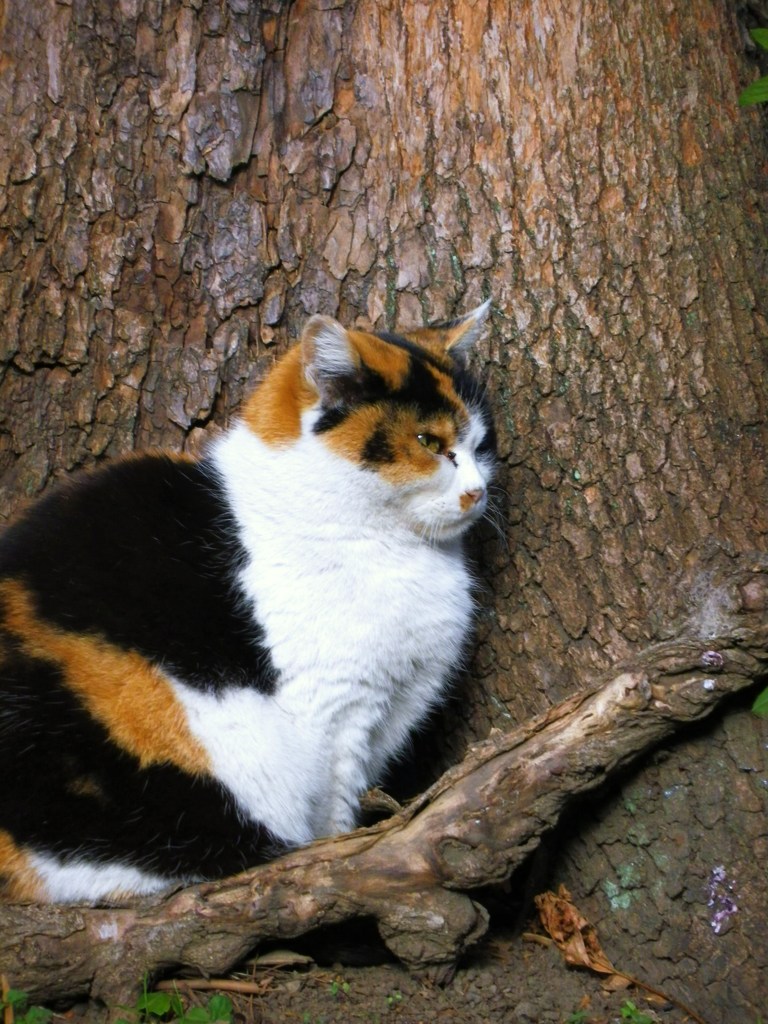 つれない気持ち