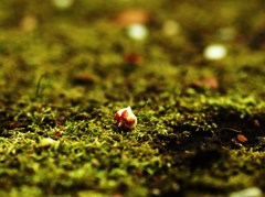 まだ遠き春の夢