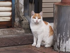 下町商店街のべっぴんさん