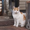 下町商店街のべっぴんさん