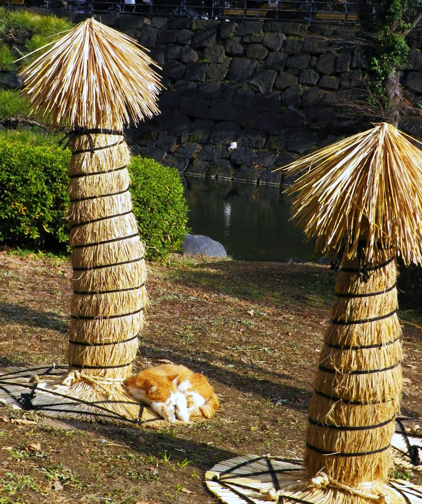 椰子の木陰で･･･