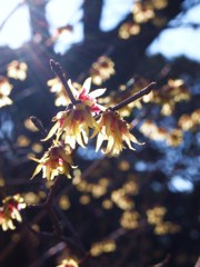 春の足音Ⅳ