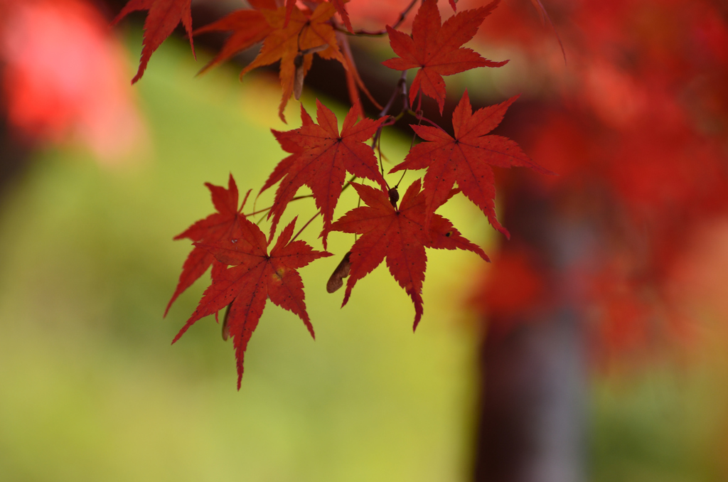 紅色のもみじ　IN　東福寺