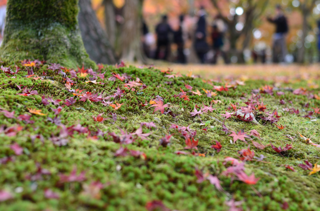 苔ともみじ　IN　東福寺