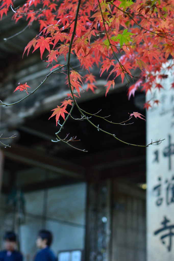 門番仕事中　IN　高雄神護寺