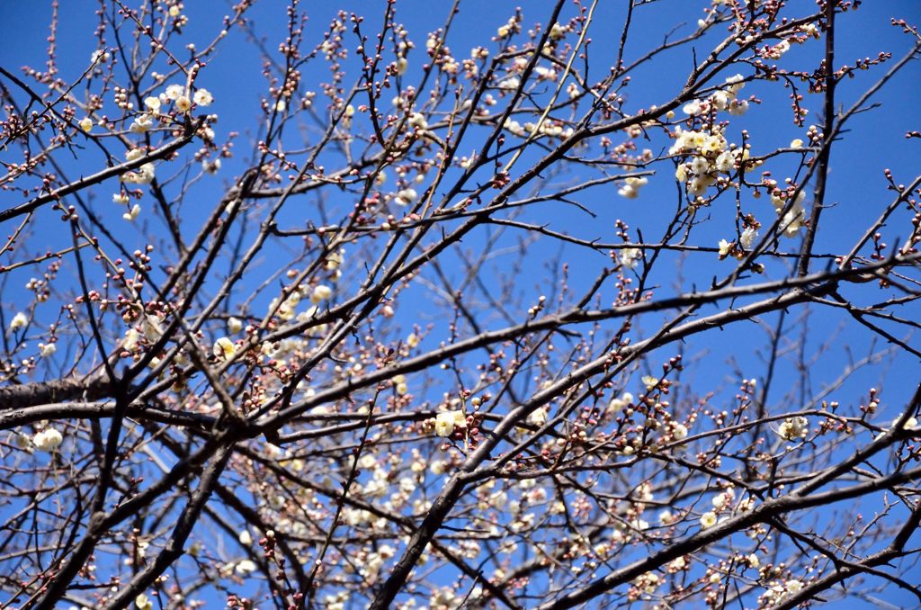三溪園の白梅
