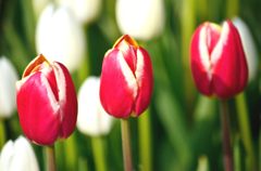 チューリップ5