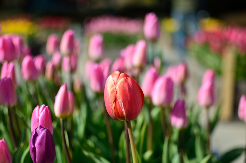 チューリップ１