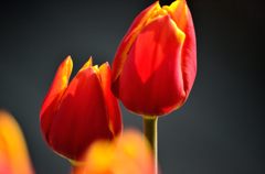チューリップ3