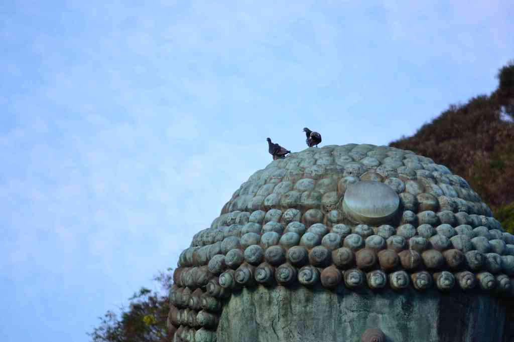 大仏の頭に鳩
