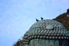 大仏の頭に鳩