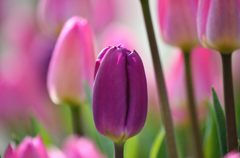 チューリップ6