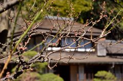 三溪園の梅の蕾