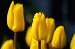 チューリップ4