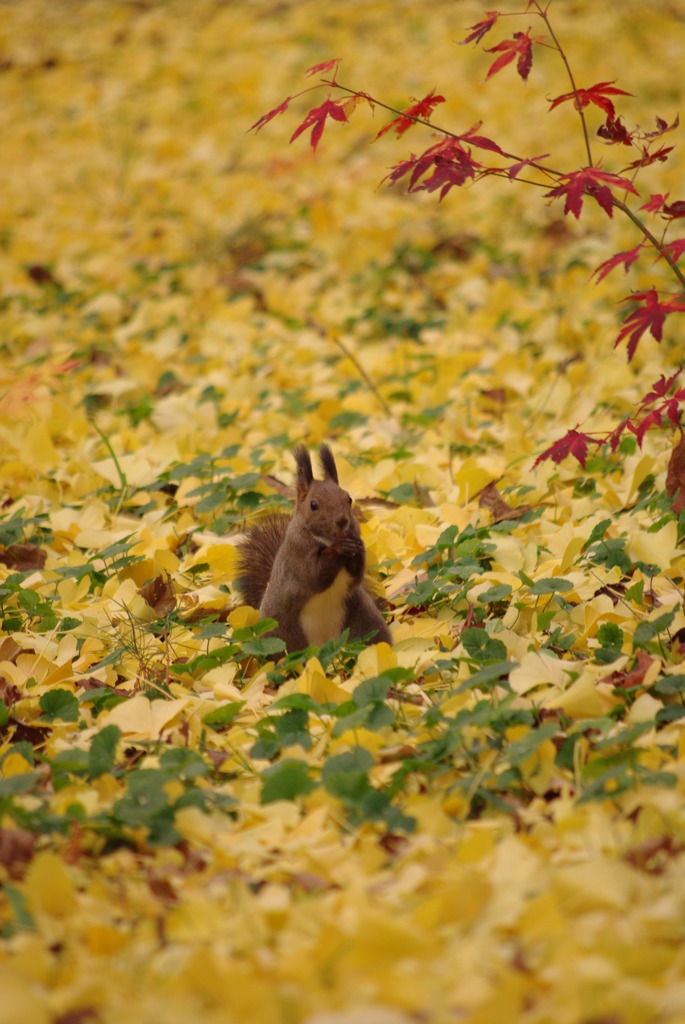 黄色のじゅうたん