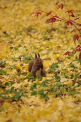 黄色のじゅうたん