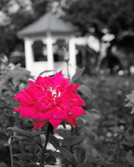 薔薇