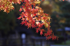 紅葉