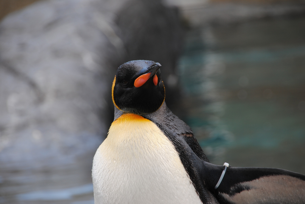 ペンギン